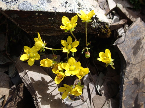 Image of Saxifraga serpyllifolia by (c) Rob Foster, some rights reserved (CC BY)