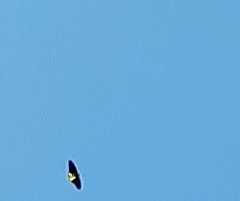 Troides helena cerberus