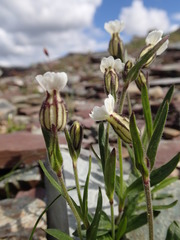 Silene involucrata