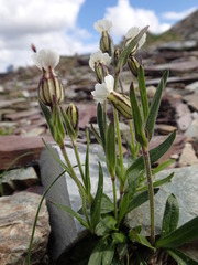 Silene involucrata