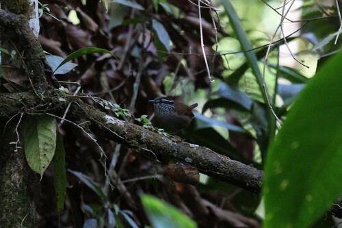 Grey-breasted Wood Wren (Henicorhina leucophrys), photo 8