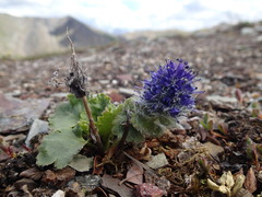Veronica alaskensis