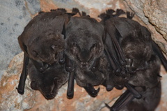 Artibeus obscurus