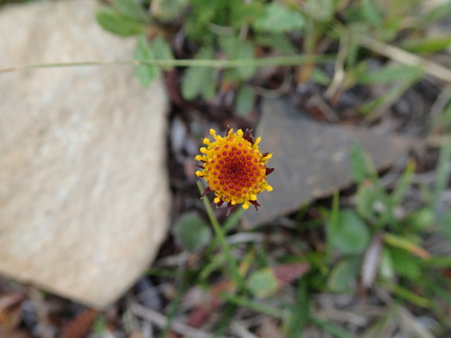 Image of Packera cymbalaria by (c) Rob Foster, some rights reserved (CC BY)