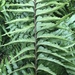 Asplenium friesiorum - Photo (c) Troos van der Merwe, some rights reserved (CC BY-NC), uploaded by Troos van der Merwe