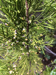 Halocarpus bidwillii
