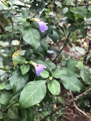 Sclerochiton harveyanus