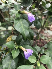 Sclerochiton harveyanus