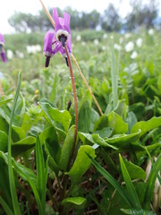 Primula frigida