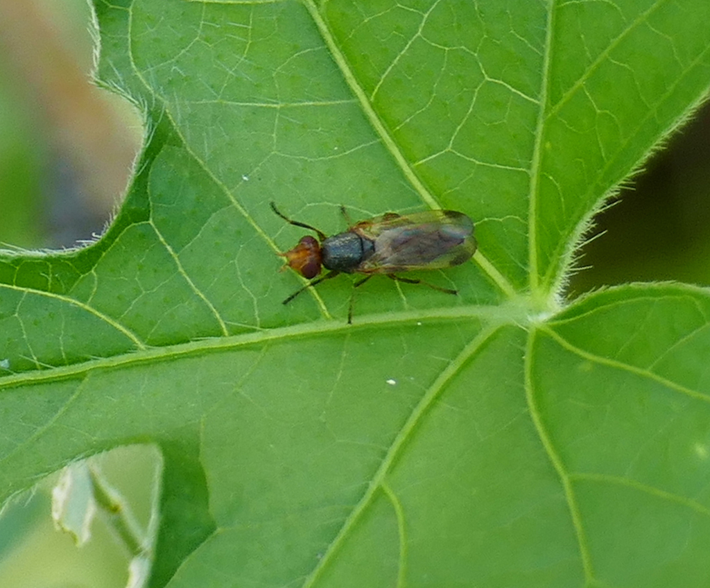 Tetanops magdalenae