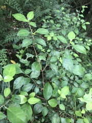 Sclerochiton harveyanus