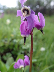 Primula frigida