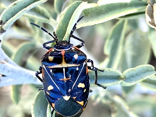 iNaturalist observation photo of Harlequin Bug