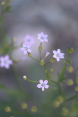 Polemoniaceae