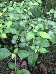 Sclerochiton harveyanus
