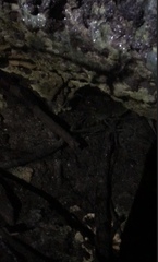 Macrobrachium acanthurus