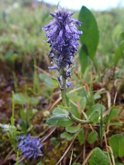 Lagotis glauca