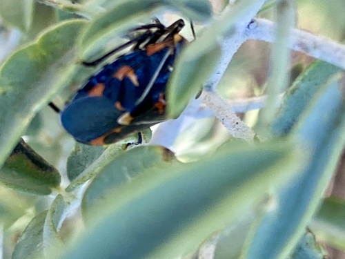 iNaturalist observation photo of Harlequin Bug