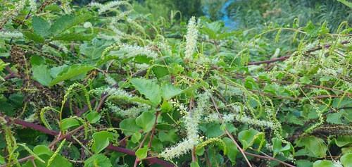 Anredera cordifolia image