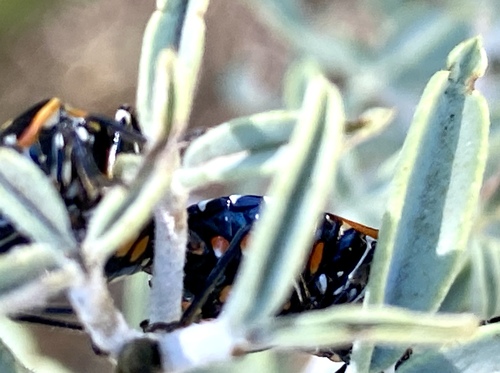 iNaturalist observation photo of Harlequin Bug