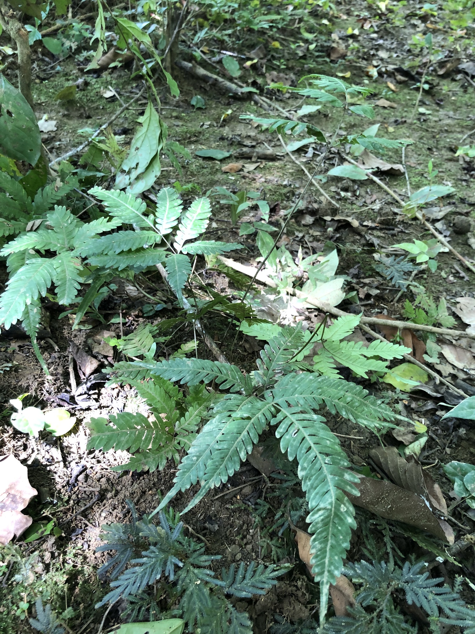 Pteris grevilleana — ảnh 3