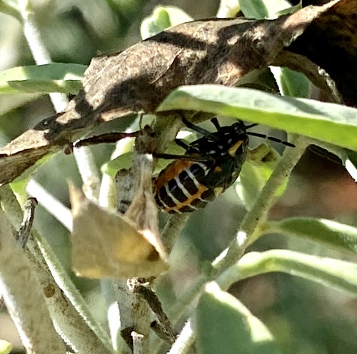 iNaturalist observation photo of Harlequin Bug