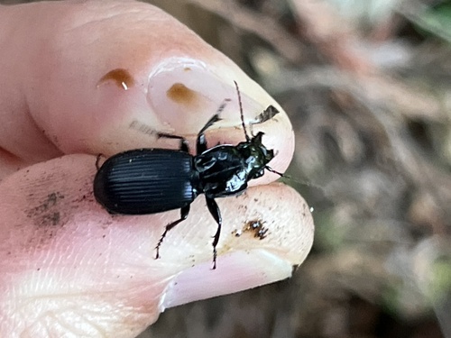 Pterostichus crenicollis photo 4