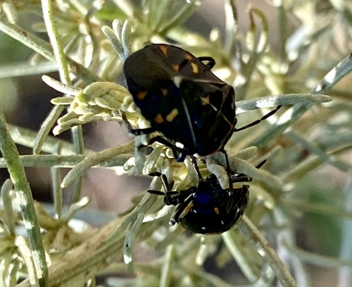 iNaturalist observation photo of Harlequin Bug