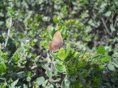 Callophrys augustinus iroides