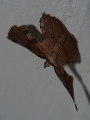Corymica deducta
