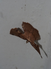 Corymica deducta