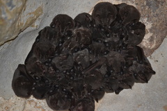 Artibeus obscurus