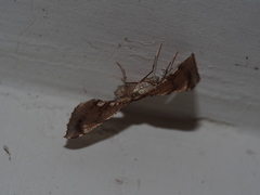 Corymica deducta