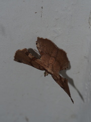 Corymica deducta