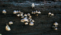 Mycena semivestipes