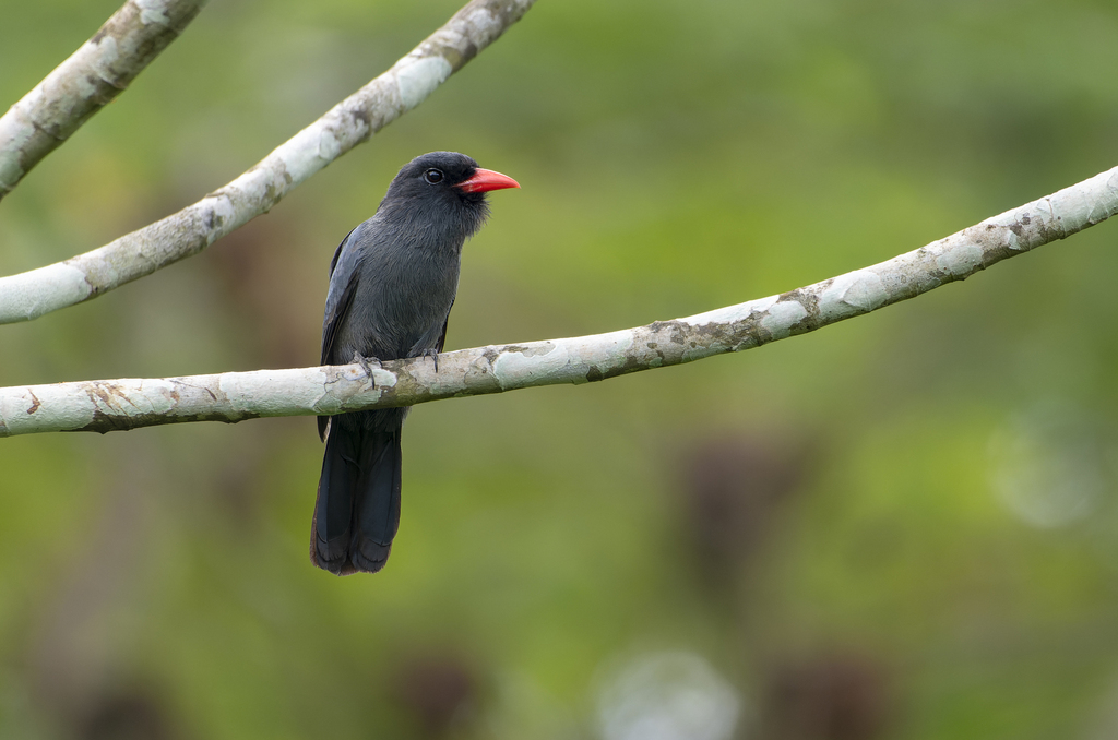 Black-fronted Nunbird