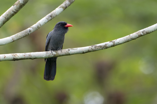 Black-fronted Nunbird