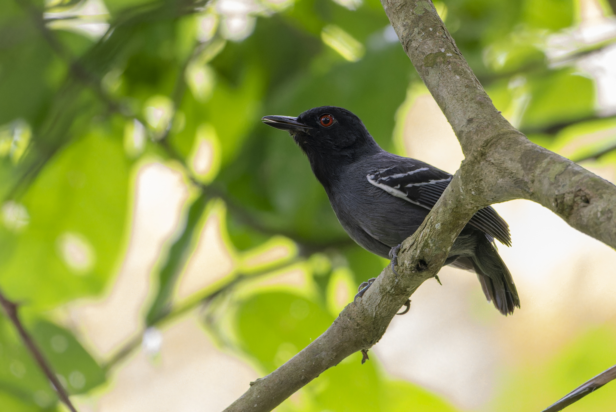 Black-tailed Antbird (Myrmoborus melanurus), photo 2