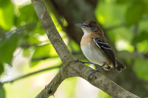 Black-tailed Antbird (Myrmoborus melanurus), photo 6