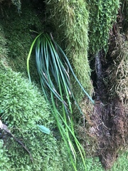 Vittaria isoetifolia