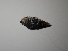 Cerithium lutosum