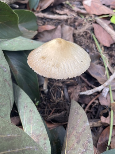 Candolleomyces candolleanus observed 2023-08-22
