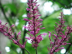 Odontonema callistachyum