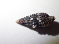 Cerithium lutosum