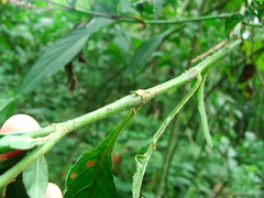Odontonema callistachyum