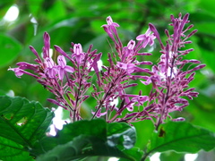 Odontonema callistachyum
