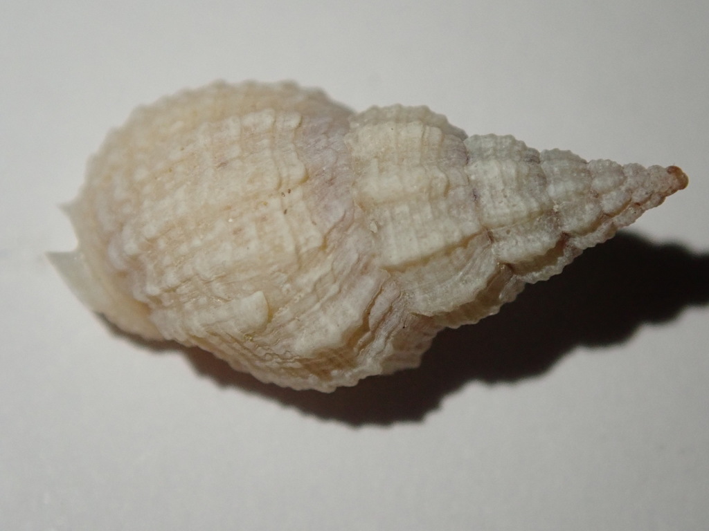 Antillophos