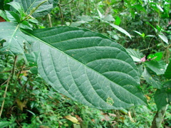 Odontonema callistachyum