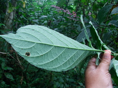 Odontonema callistachyum
