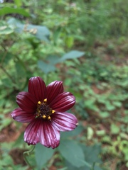 Cosmos scabiosoides